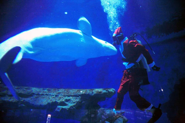 Chinese Staff Dressed Santa Claus Performs Beluga Water Rongchang Polar — Stock Photo, Image