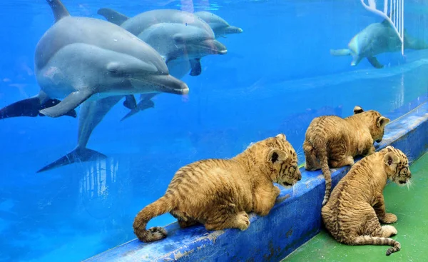 Delfine Betrachten Neugeborene Drillinge Einem Aquarium Shenzhen Safaripark Shenzhen Provinz — Stockfoto