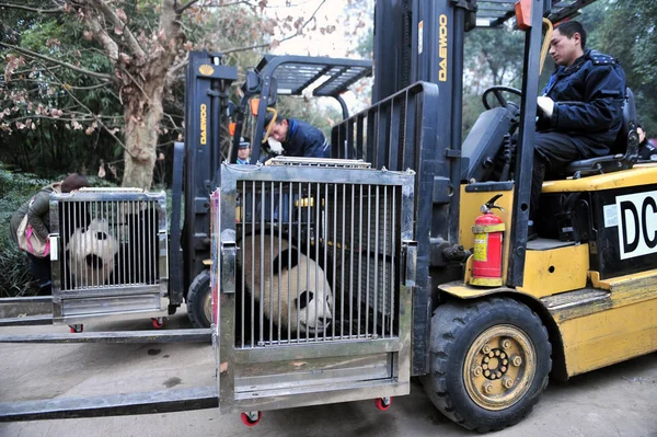 Chińskich Pracowników Transferu Pandy Kai Kai Xin Xin Chengdu Research — Zdjęcie stockowe
