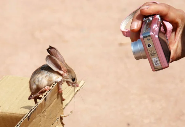 Een Toerist Neemt Foto Van Een Lange Eared Jerboa Schilderachtige — Stockfoto