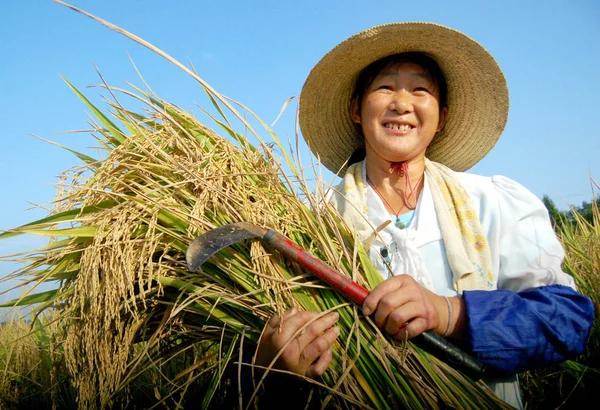Ein Chinesischer Bauer Erntet Hybridreis Auf Dem Feld Dorf Duzhuang — Stockfoto
