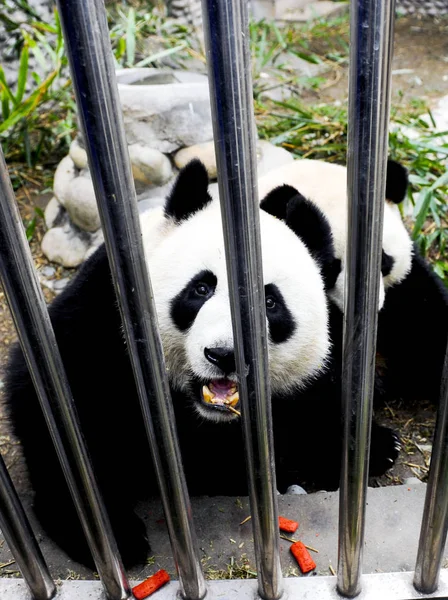 Dva Pandě Názvem Kai Kai Xin Xin Které Budou Odeslány — Stock fotografie