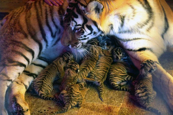 Eine Tigerin Füttert Ihre Jungen Einem Zirkus Kunming Provinz Yunnan — Stockfoto