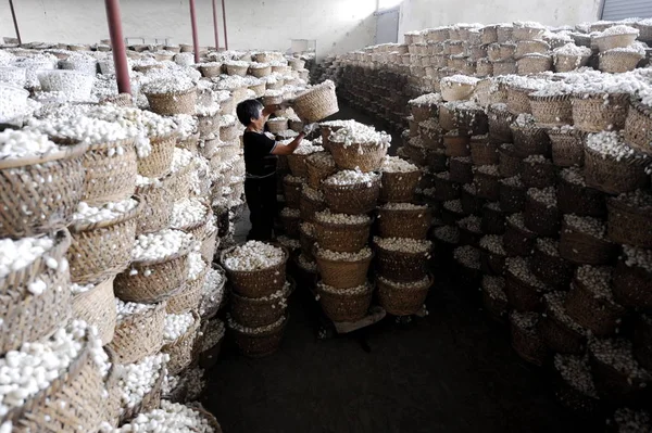 Trabalhador Chinês Coloca Cestas Casulos Bicho Seda Carrinho Uma Fábrica — Fotografia de Stock