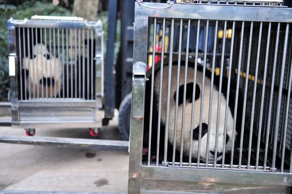 2010年12月18日 中国工人在中国西南四川省成都市大熊猫繁育成都研究基地转移大熊猫凯和新 — 图库照片