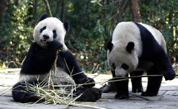 Tuantuan Und Yuanyuan Ein Paar Riesenpandas Bereit Für Ihre Jungfernfahrt — Stockfoto