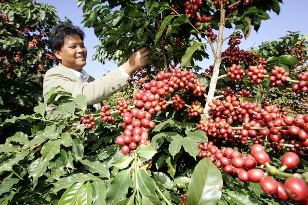 Ein Chinesischer Bauer Erntet Kaffeebohnen Auf Einer Kaffeeplantage Dorf Xinzhai — Stockfoto