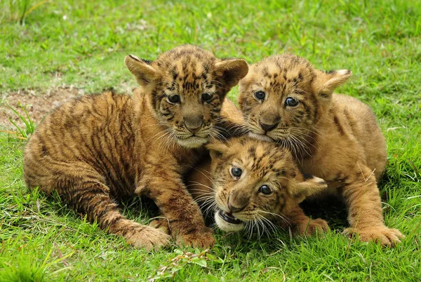 Filhotes Recém Nascidos Triplet Liger Divertir Shenzhen Safari Park Shenzhen — Fotografia de Stock
