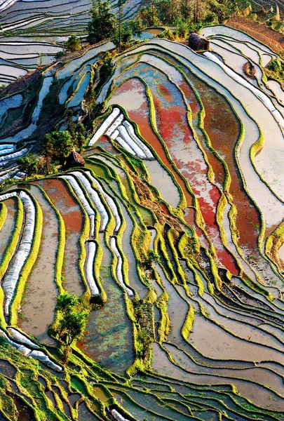 Τοπίο Από Ορυζώνες Στην Κομητεία Γιουνγιάνγκ Νοτιοδυτικά Τσινά Γιουνάν Φεβρουάριος — Φωτογραφία Αρχείου