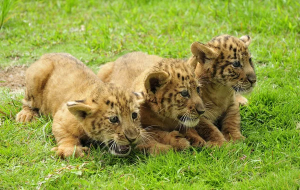 Noworodki Triplet Liger Cubs Bawić Się Shenzhen Safari Park Shenzhen — Zdjęcie stockowe