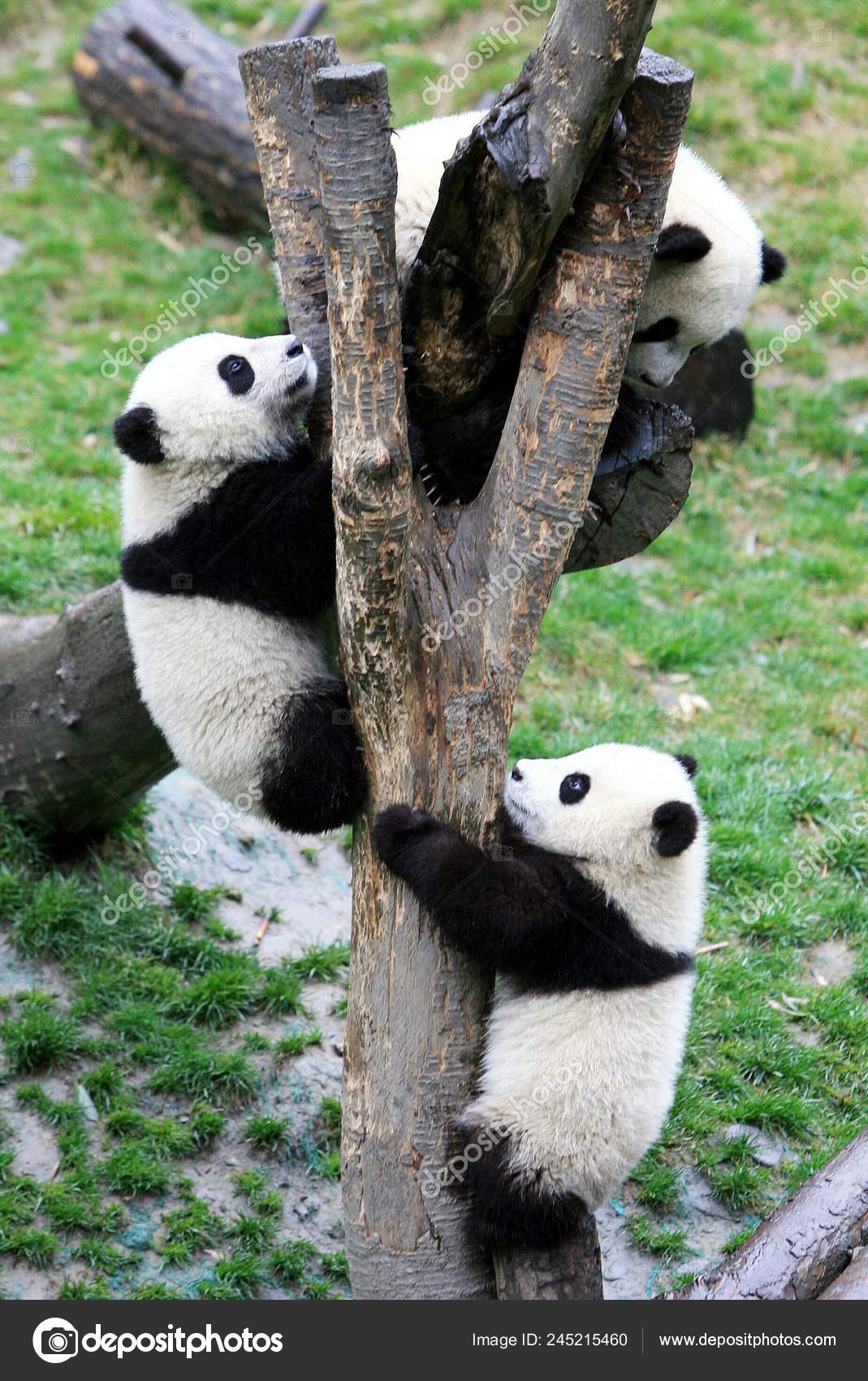 Panda Cubs Playing