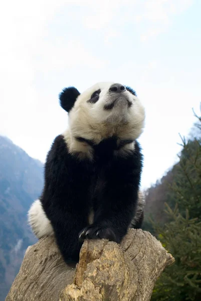Chunchun Filhote Panda Gigante Celebra Ano Novo Wolong Giant Panda — Fotografia de Stock