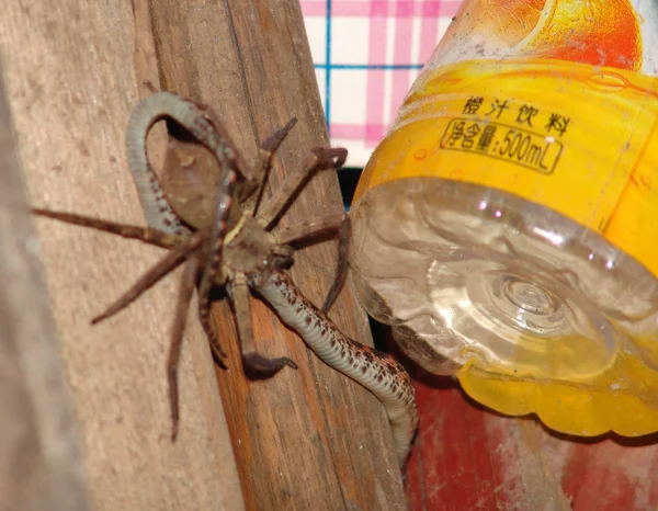 Una Araña Agarra Una Serpiente Esquina Una Casa Civil Ciudad — Foto de Stock
