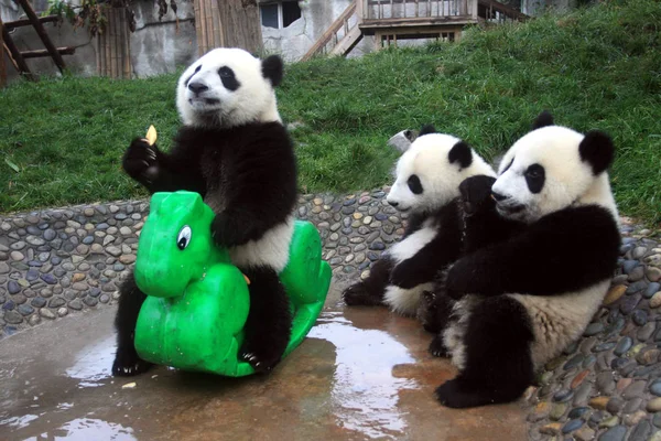 Panda Giganti Divertono Alla Chengdu Panda Breeding Research Base Nella — Foto Stock