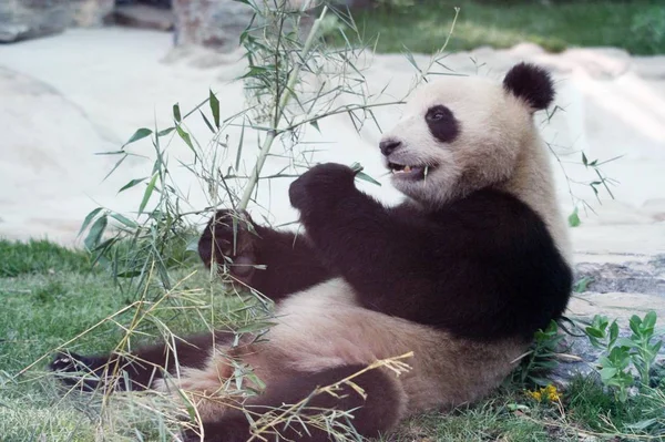Ein Olympischer Riesenpanda Frisst Bambus Einer Renovierten Panda Halle Pekinger — Stockfoto
