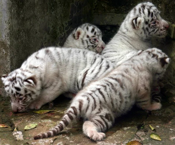 Cachorros Tigre Recién Nacidos Chongqing Wild Animal World Chongqing Agosto —  Fotos de Stock