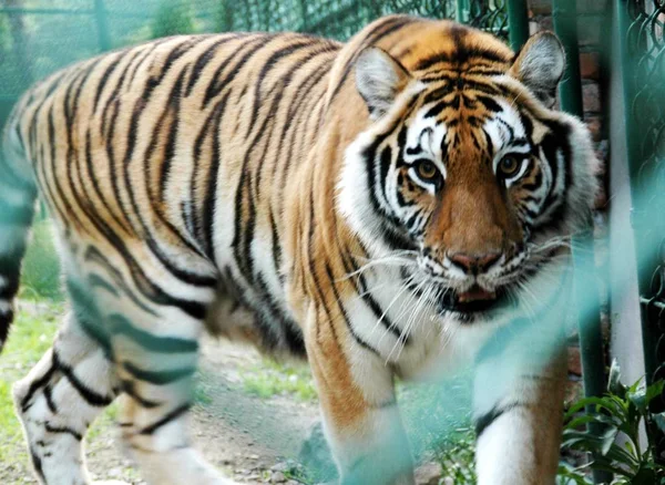 Tigre Fêmea Caminha Gaiola Zoológico Wenling Cidade Wenling Leste Província — Fotografia de Stock