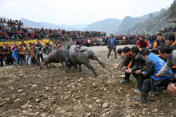 Des Milliers Résidents Assistent Combat Traditionnel Bisons Kaili Dans Sud — Photo