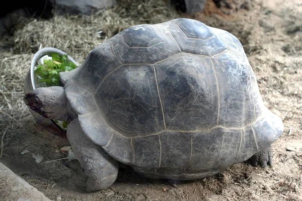 Aldabra Sköldpadda Som Skänkts Regeringen Seychellerna Ses Displayen Shanghai Zoo — Stockfoto