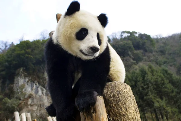 2007年1月2日 在中国四川省西南部卧龙大熊猫保护研究中心 大熊猫幼崽春春在大熊猫保护研究中心庆祝新年 — 图库照片