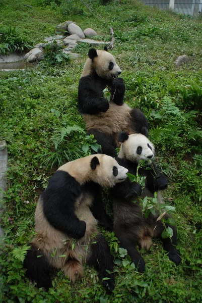 Drei Riesenpandas Fressen Forschungszentrum Für Den Großen Panda Der Bifeng — Stockfoto