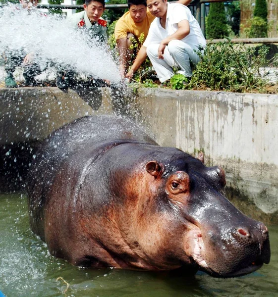 Chinese Fire Fighters Zoo Workers Pour Water Pool Hippo Weighing — 图库照片