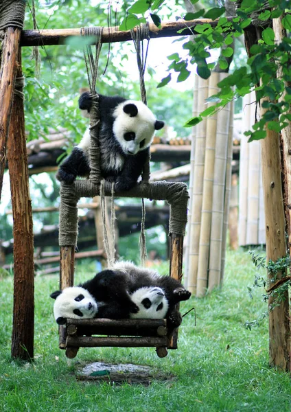 Obří Pandy Bavit Čcheng Panda Breeding Research Base Městě Chengdu — Stock fotografie