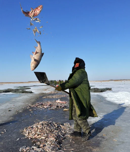 中国の漁師が 中国北東部黒龍江省のドゥアルボテ郡の凍った湖で網で捕獲された魚をシャベルする 2009年12月18日 — ストック写真