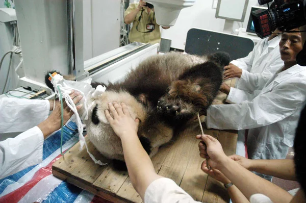 Trabalhadores Médicos Chineses Consertam Panda Gigante Wolong Para Verificação Ultrassônica — Fotografia de Stock