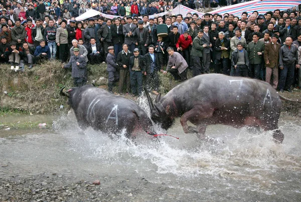 Des Milliers Résidents Assistent Combat Traditionnel Bisons Kaili Dans Sud — Photo