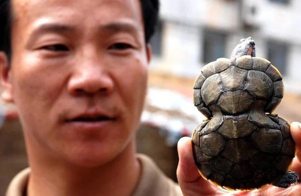 Chinese Man Shows Gourd Shaped Tortoise Market Huaibei East Chinas — Stock Photo, Image