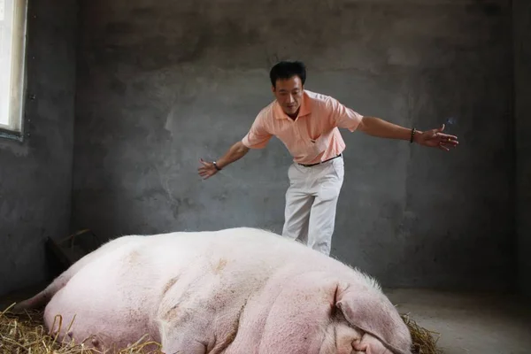 訪問者は 潼関村 Liufeng 東中国浙江省 2008 そのものもらいで重量 トンの巨大な豚の長さを測定します — ストック写真
