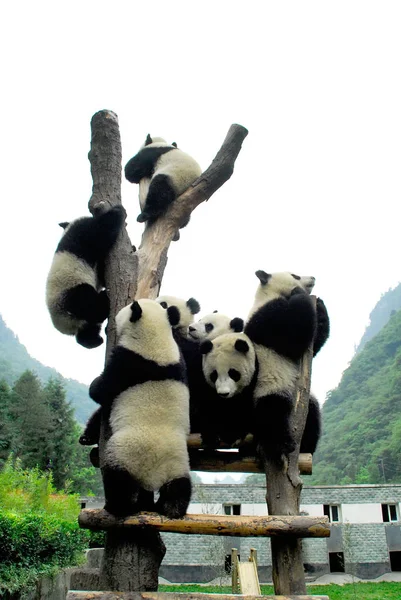 Jättepandor Spela Wòlóng Giant Panda Research Centre Sydvästra Kinas Sichuan — Stockfoto