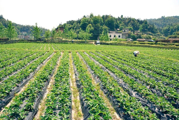 2007年5月7日 中国东南部江西省万泽县焦湖村一位农民在有机农田里种菜 — 图库照片