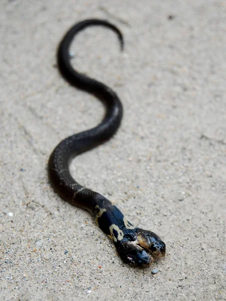 Tvåhövdad Cobra Orm Ses Jiujiang Sydöstra Chinas Jiangxi Provinsen Torsdag — Stockfoto