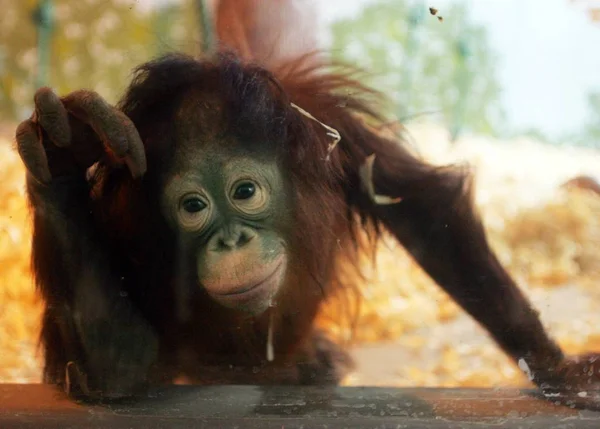 Qing Qing Een Jarige Orang Utan Dierentuin Van Shanghai Shanghai — Stockfoto