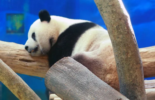 Riesenpanda Yuan Yuan Macht Rast Zoo Der Stadt Taipeh Taipeh — Stockfoto