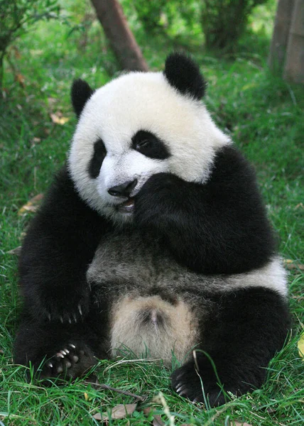 Seekor Panda Raksasa Makan Makanan Chengdu Panda Breeding Research Base — Stok Foto