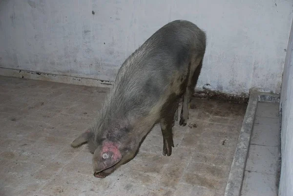Cerdo Héroe Apodado Zhu Jianqiang Que Sobrevivió Días Escombros Después —  Fotos de Stock