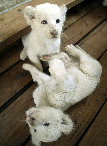 2007年3月8日 在中国东北黑龙江省哈尔滨市西伯利亚虎园的一个棚子里 5只45天大的白狮中有两只在棚子里玩得很开心 这五只幼崽的父母于2003年从阿根廷被带到花园 这是第一次 — 图库照片