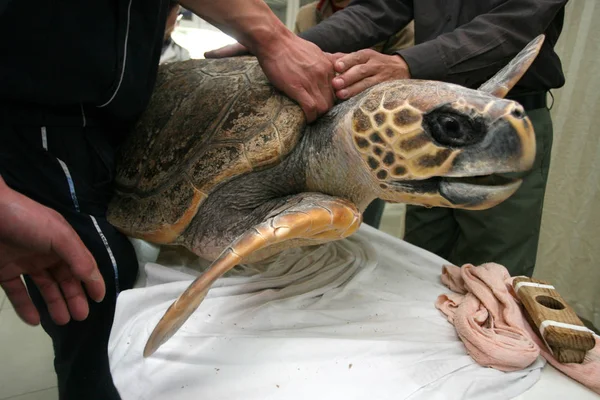 Ansicht Einer Meeresschildkröte Vor Einer Operation Zur Entfernung Eines Metallstücks — Stockfoto