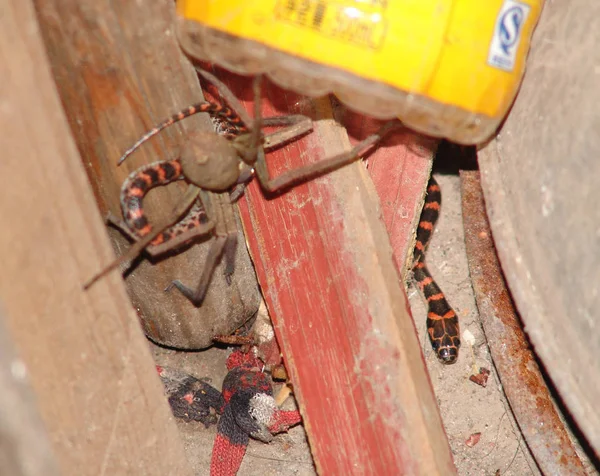 Eine Spinne Ergreift Eine Schlange Der Ecke Eines Zivilhauses Leping — Stockfoto