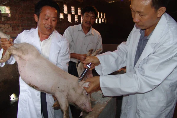 医療従事者は 2007 重慶の養豚場で豚に豚青耳病ワクチンを注入します — ストック写真