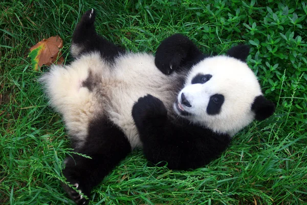 Giant Panda Plays Chengdu Panda Breeding Research Base Chengdu City — Stock Photo, Image