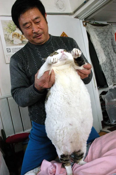 Jirong Segura Seu Gato Gordo Que Pesa Qingdao Província Shandong — Fotografia de Stock