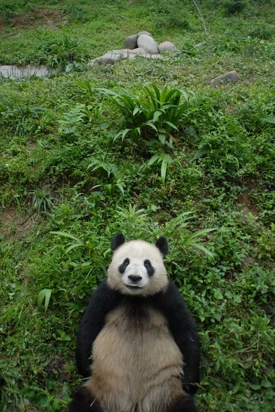 Ein Riesiger Panda Bifeng Schlucht Forschungszentrum Südwestchinas Sichuan Provinz Juni — Stockfoto