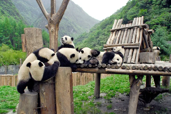 Los Pandas Gigantes Juegan Wolong Giant Panda Research Centre Suroeste — Foto de Stock