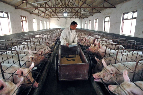 Prasečí Dobročinná Krmí Prasata Hoggeru Huaibei Východní Chinas Anhui Provincie — Stock fotografie