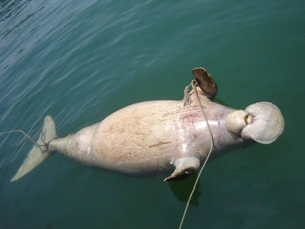 Vue Corps Forme Poisson Flottant Dans Mer Terminal Yelin Dans — Photo