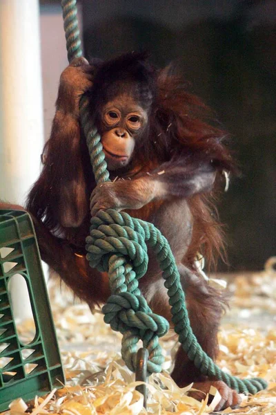 Qing Qing Een Jarige Orang Utan Dierentuin Van Shanghai Shanghai — Stockfoto